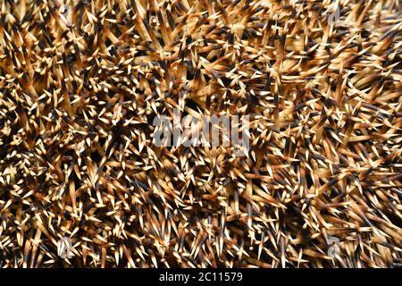Nadeln in der Nähe eines Igels, Textur Stockfoto
