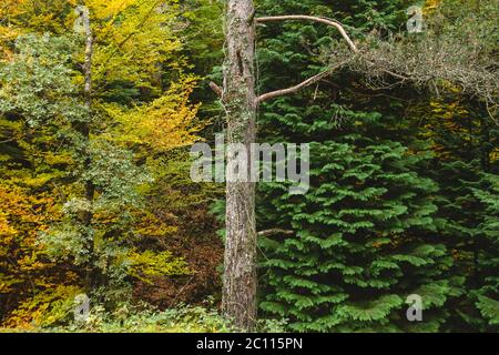 Immergrüne und Laubbäume in herbstlichen Mischwäldern Stockfoto