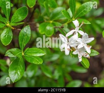 Rhododendron viscosum Sorte - Sumpf Rhododendron - weiße Blume von Rhododendron viscosum - Garten von Südtirol Stockfoto