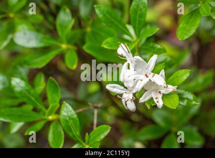 Rhododendron viscosum Sorte - Sumpf Rhododendron - weiße Blume von Rhododendron viscosum - Garten von Südtirol Stockfoto