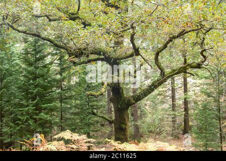 Alter quercus robur Baum in einem Wald Stockfoto