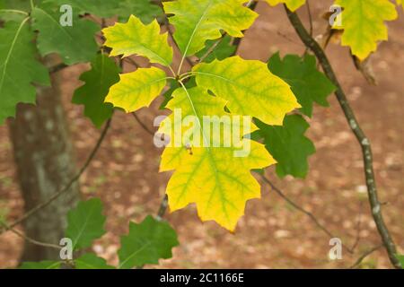 Detail der amerikanischen roten Eiche Laubbaum herbstlich farbigen Blätter Stockfoto