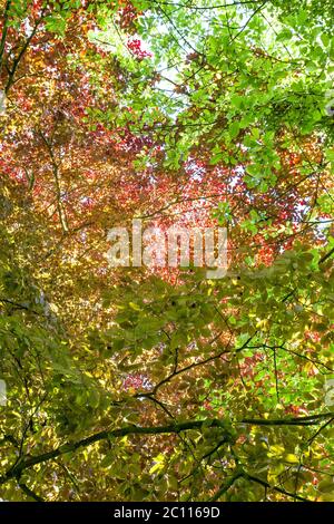 Rot gefärbtes fagus sylvatica purpurea Laub Stockfoto