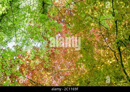 Rot gefärbtes fagus sylvatica purpurea Laub Stockfoto