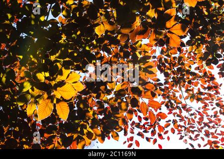 Rot gefärbtes fagus sylvatica purpurea Laub Stockfoto