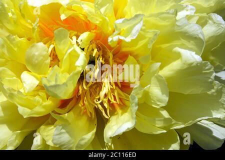Gelbe Close-up Blume in Blüte schöne Blume volle Blüte Intersectional Pfingstrose Itoh Closeup Pfingstrose 'Golden Dream' Blumenkopf Blütenblätter Stockfoto
