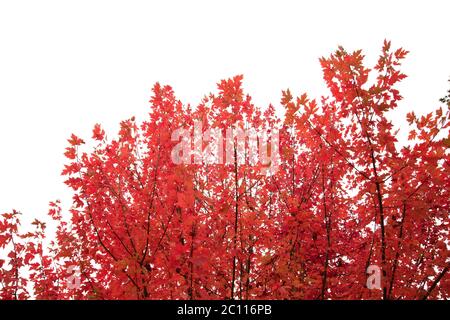 Ahornbaum herbstlich rot Laub auf weißem Himmel Hintergrund Stockfoto