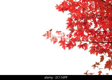 Ahornbaum herbstlich rot Laub auf weißem Himmel Hintergrund Stockfoto