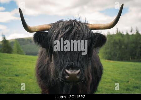 Highland Kuh in der schottischen Landschaft Stockfoto