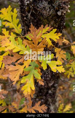 Herbstliches Laub von Eichenbäumen Stockfoto