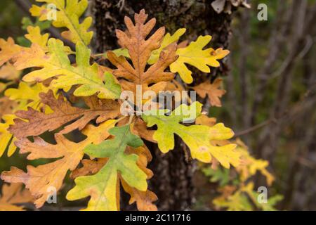Herbstliches Laub von Eichenbäumen Stockfoto