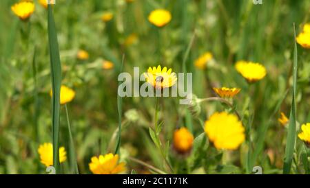 Blühender Feldmarigold im april. türkei - istanbul Stockfoto