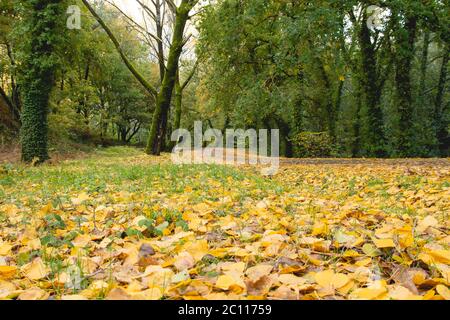 Herbstlich gefallene Blätter auf dem Wald Stockfoto