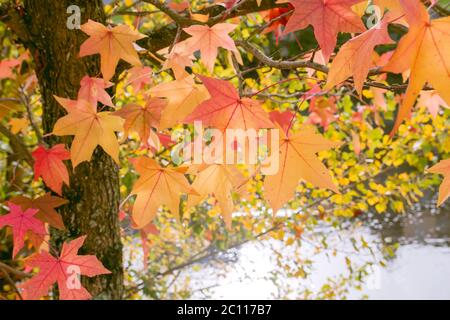 Ahornbaum farbenfrohe Herbstlaub Stockfoto