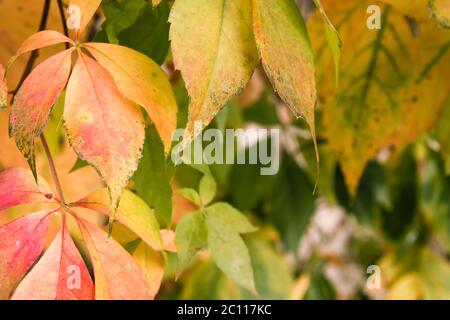 Bunte Herbstblätter Stockfoto