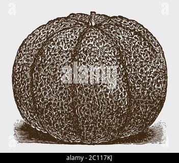 Muskmelone Varietät in Frontalansicht, auf dem Boden liegend, nach einem historischen Stich aus dem frühen 20. Jahrhundert Stock Vektor