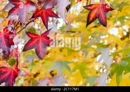 Liquidambar Baum herbstliches Laub Stockfoto