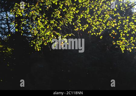 Detail der Buche Laub im frühen Herbst, dunkler Hintergrund Stockfoto