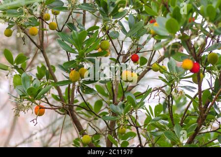 Arbutus unedo oder Erdbeerbaum mit reifenden Beeren Stockfoto