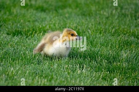 Porträt eines Kanadagänses oder Gänseküken, die auf Frühlingsgras entlang des Deschutes River in Zentral-Oregon in der Nähe der Stadt Bend grasen. Stockfoto