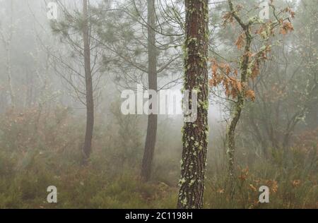 Landschaft in nebligen verzauberten Wald Stockfoto