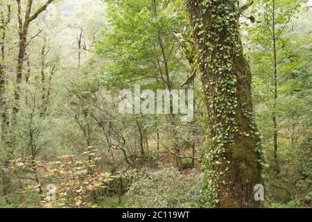 Landschaft in gemischten Herbstwäldern Stockfoto
