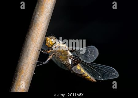 Weibliche breitkörperige Verfolger Libelle sticht vor dem dunklen Hintergrund mit Vorderbeinen Pflege ihr Gesicht und große zusammengesetzte Augen. Stockfoto