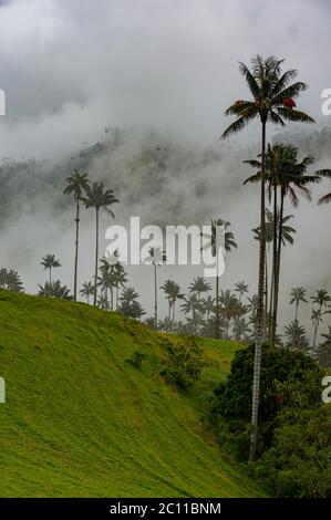 Cocora Valley Colombia Wachspalme Los Nevados Stockfoto