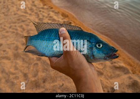 Blauer Cichlid in Malawi von Fischern am Cape Maclear Stockfoto