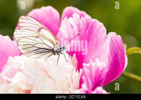 Nahaufnahme eines weißen Schmetterlings, der auf einer rosa, üppigen Pfingstrose auf einem grünen, verschwommenen Hintergrund sitzt Stockfoto