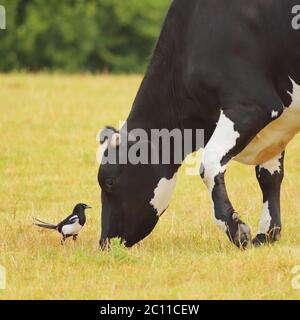 Elster und Holsteiner Rinder auf dem Feld Stockfoto