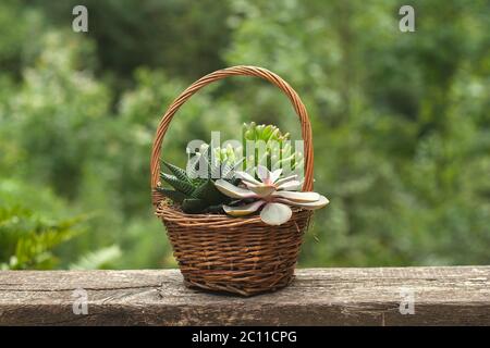 Set von schönen saftigen Pflanzen Stockfoto