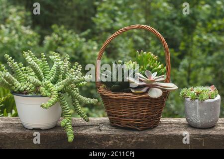 Set von schönen saftigen Pflanzen Stockfoto