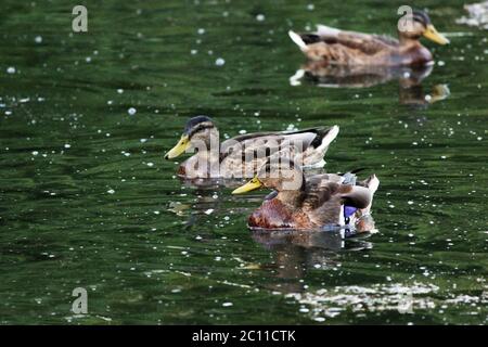 Enten Anas platyrhynchos, die gehen, um Brot schwimmend in White Lake Gatchina Park füttern. Stockfoto