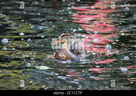 Ente Anas platyrhynchos, die gehen, um Brot schwimmend in White Lake Gatchina Park füttern. Stockfoto