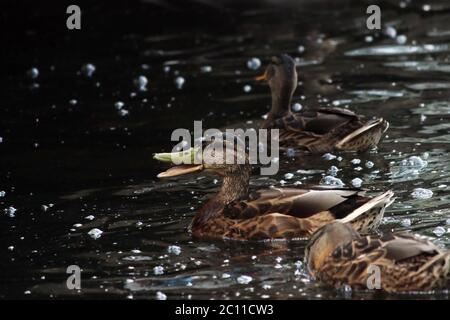 Enten Anas platyrhynchos, die gehen, um Brot schwimmend in White Lake Gatchina Park füttern. Stockfoto