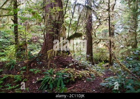 Ein Wanderweg im üppigen gemäßigten Regenwald an der Küste auf Princess Royal Island, Great Bear Rainforest, in der Nähe von Klemtu, British Columbia, Kanada. Stockfoto