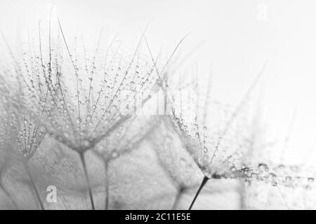 Abstrakte Makro Foto von Löwenzahn Samen mit Wassertropfen Stockfoto