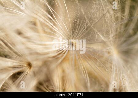 Löwenzahnsamen verwehen im wind Stockfoto