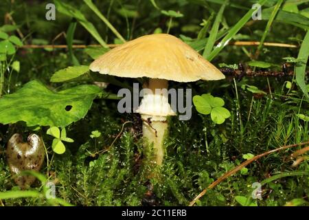 Bedingt essbare Pilze wachsen in Moos Sommerwald Stockfoto