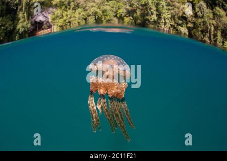 Eine Qualle, Mastigias papua, schwimmt nahe der Oberfläche einer ruhigen Lagune in Palau. Dieses abgelegene, tropische Land ist berühmt für seinen Jellyfish Lake. Stockfoto