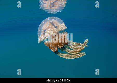 Eine Qualle, Mastigias papua, schwimmt nahe der Oberfläche einer ruhigen Lagune in Palau. Dieses abgelegene, tropische Land ist berühmt für seinen Jellyfish Lake. Stockfoto