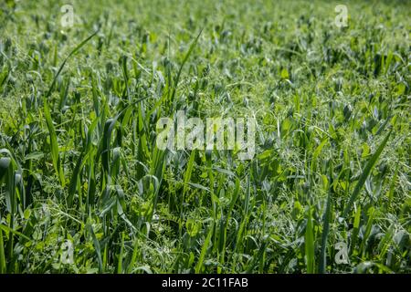 Feld mit Erbsen und Winterweizen Stockfoto