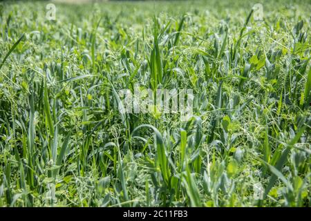 Feld mit Erbsen und Winterweizen Stockfoto