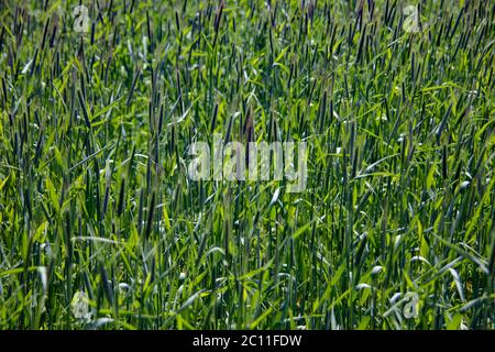 Junge Weizenfeld im Sommer auf dem Feld Stockfoto