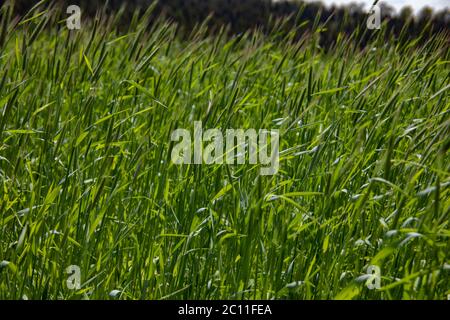 Junge Weizenfeld im Sommer auf dem Feld Stockfoto