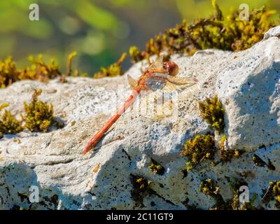 Nahaufnahme einer großen Roten Damselfliege, die auf einem weißen Felsen in der Nähe des Rivewr Lathkill in Derbyshire ruht Stockfoto