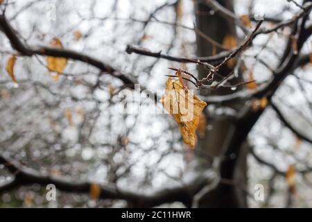 Buche Laub winterliche Laub Stockfoto