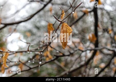 Buche Laub winterliche Laub Stockfoto