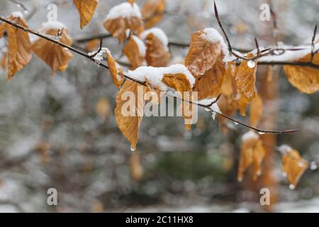 Buche Laub winterliche Laub Stockfoto